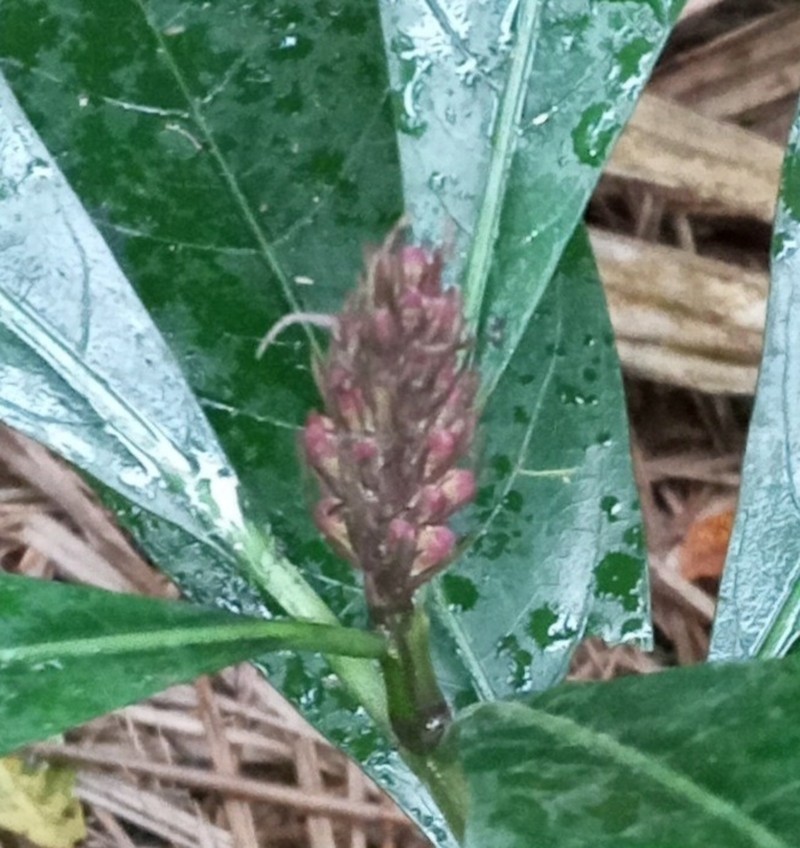 Phlogacanthus thyrsiformis photo 6