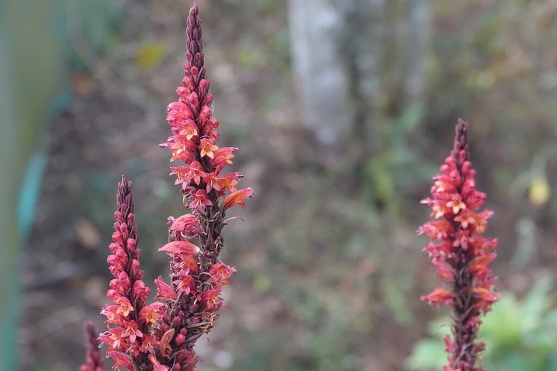 Phlogacanthus thyrsiformis photo 8