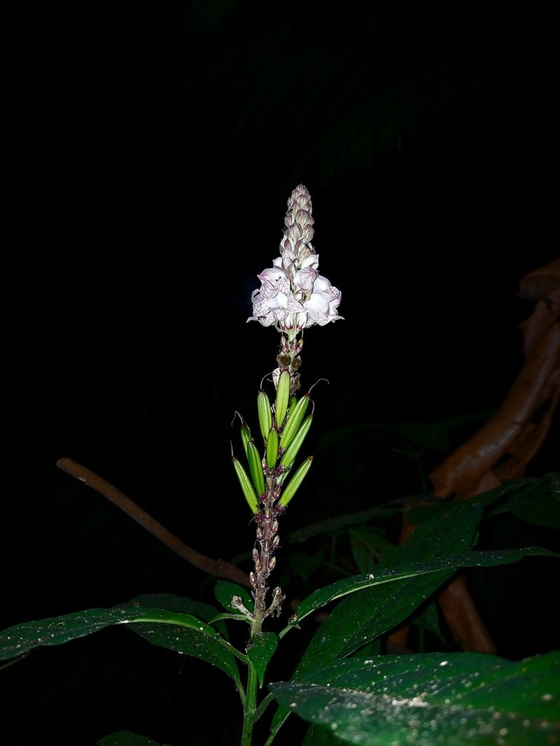 Phlogacanthus turgidus