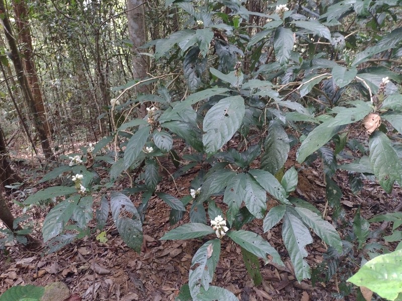 Phlogacanthus turgidus photo 2