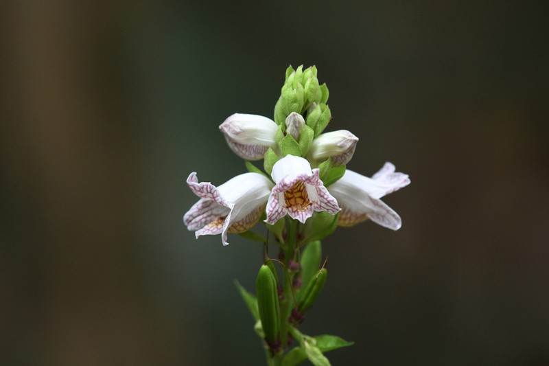 Phlogacanthus turgidus photo 3