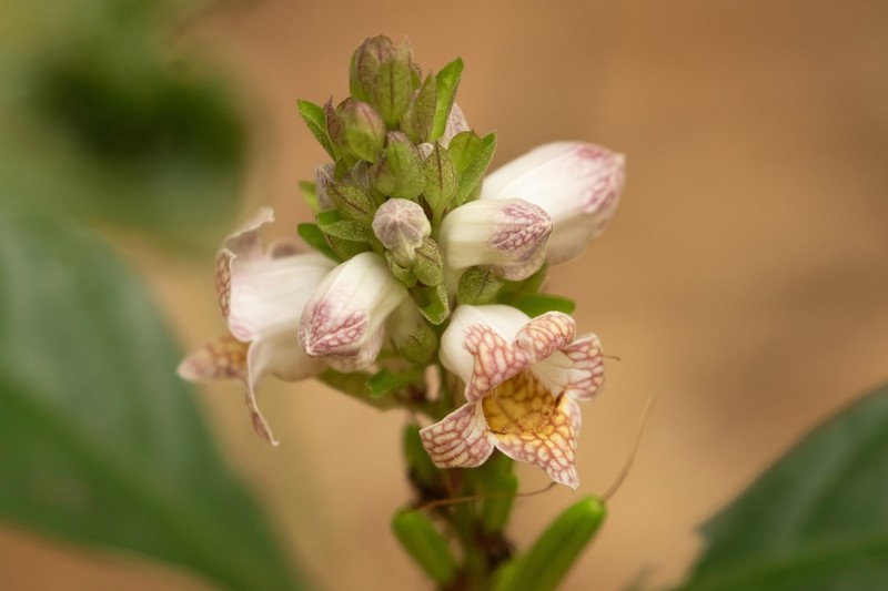 Phlogacanthus turgidus photo 4