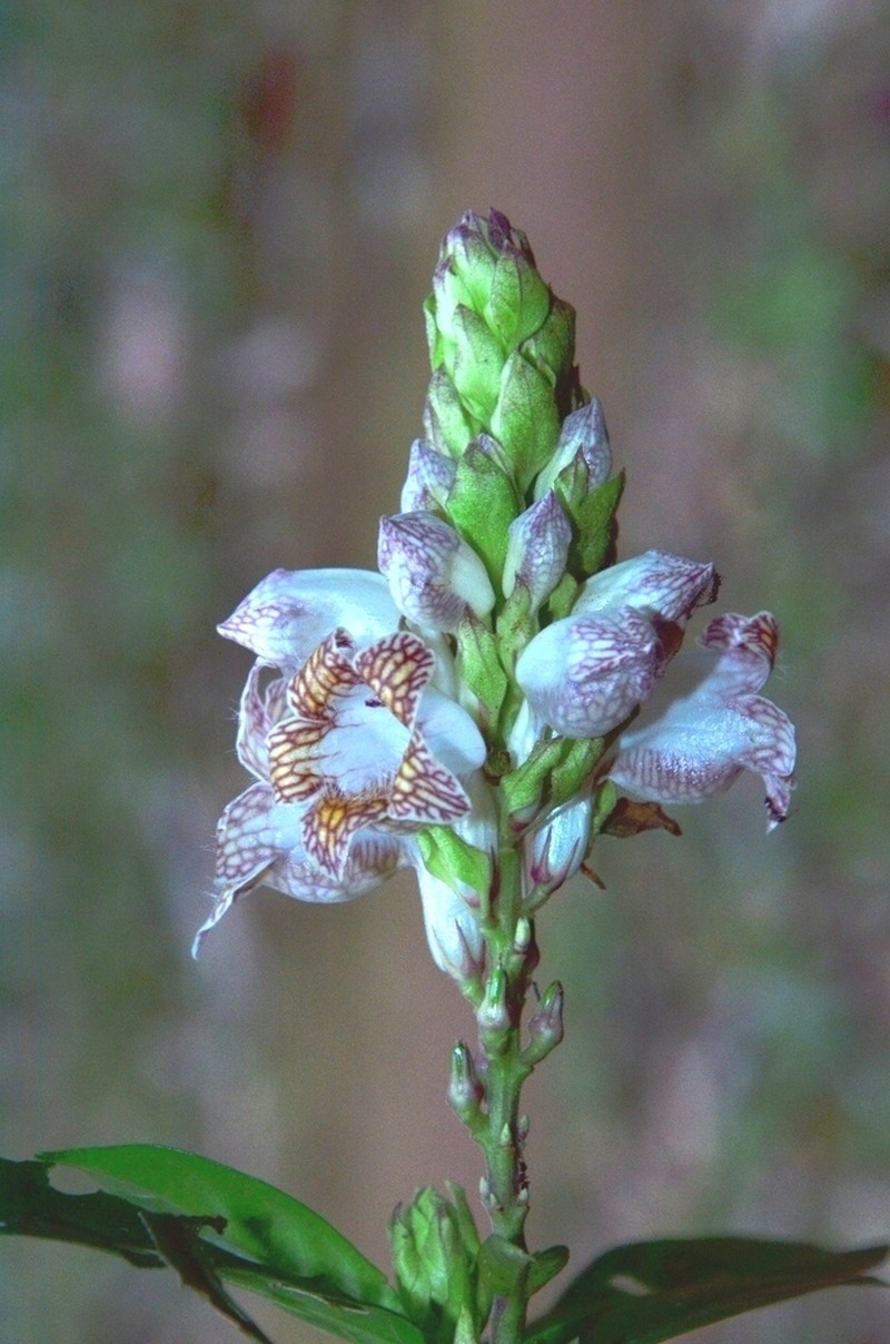 Phlogacanthus turgidus photo 5