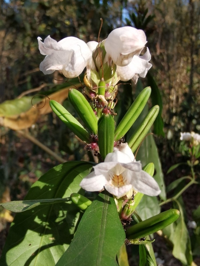 Phlogacanthus turgidus photo 6