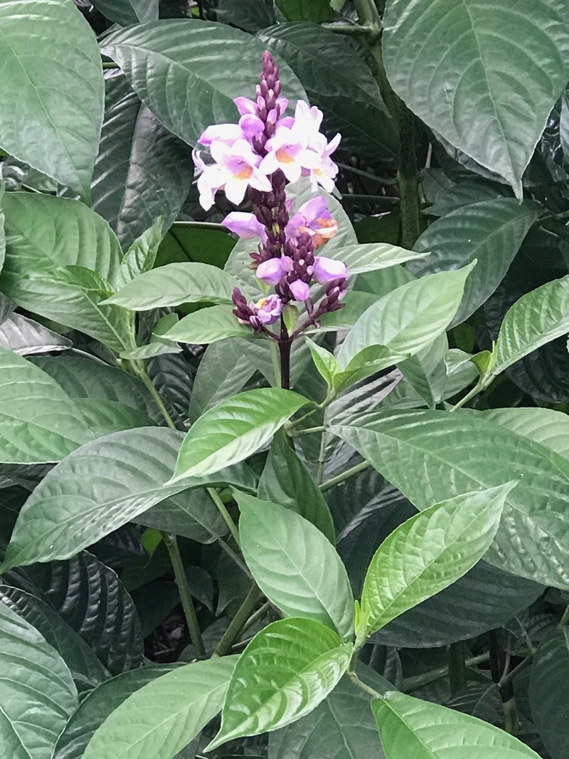 Phlogacanthus turgidus photo 7