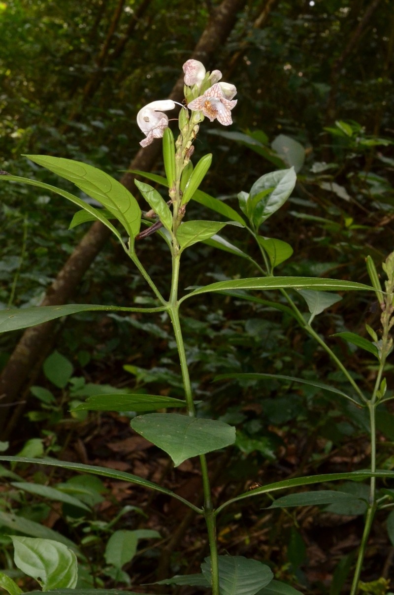 Phlogacanthus turgidus photo 8