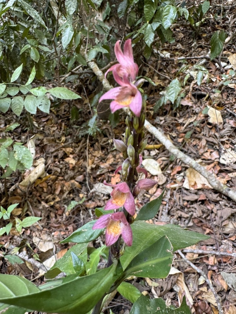 Phlogacanthus vitellinus