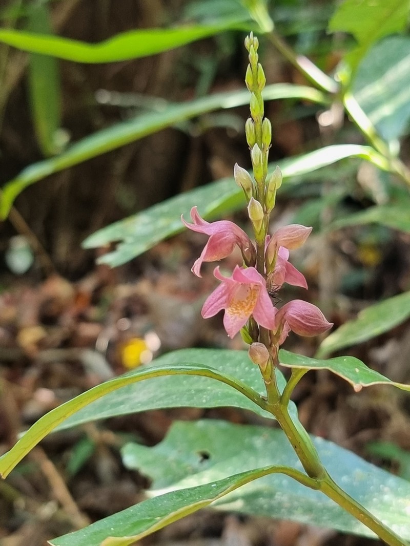 Phlogacanthus vitellinus photo 2