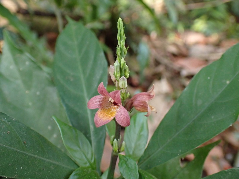 Phlogacanthus vitellinus photo 3
