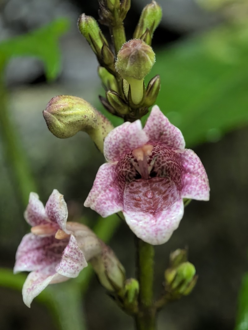 Phlogacanthus vitellinus photo 4