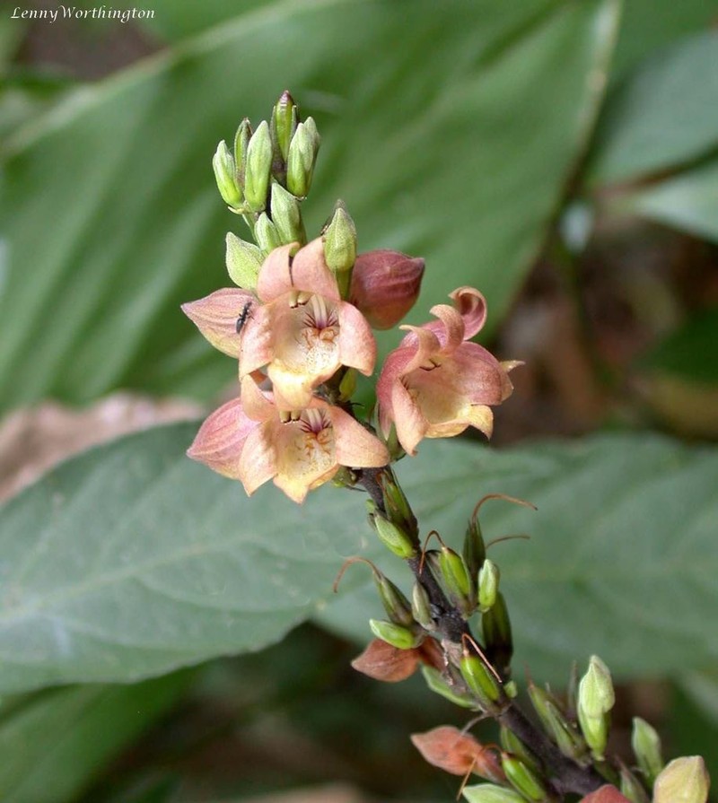 Phlogacanthus vitellinus photo 5
