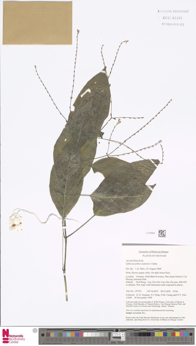 Phlogacanthus vitellinus photo 7