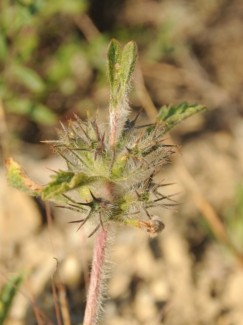 Phlomoides boraldaica photo 2