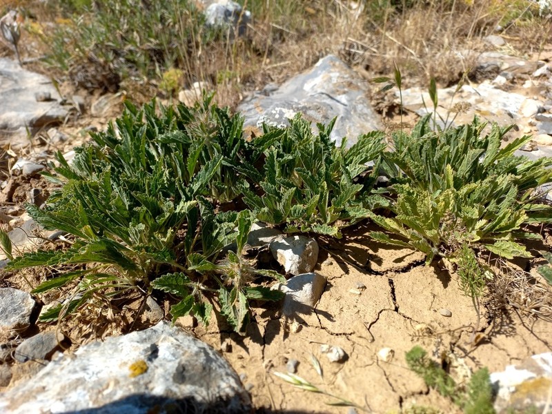 Phlomoides boraldaica photo 3