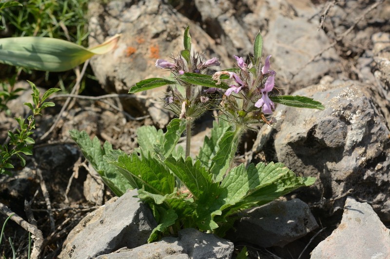 Phlomoides boraldaica photo 6