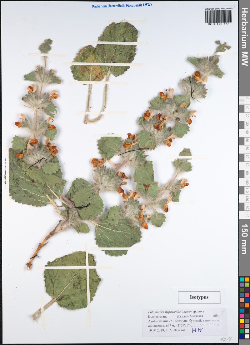 Phlomoides hypoviridis