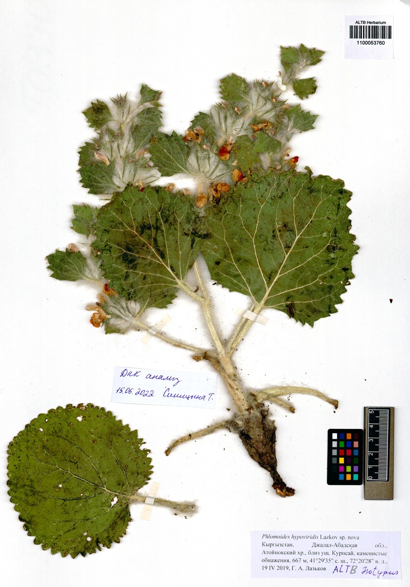 Phlomoides hypoviridis photo 2