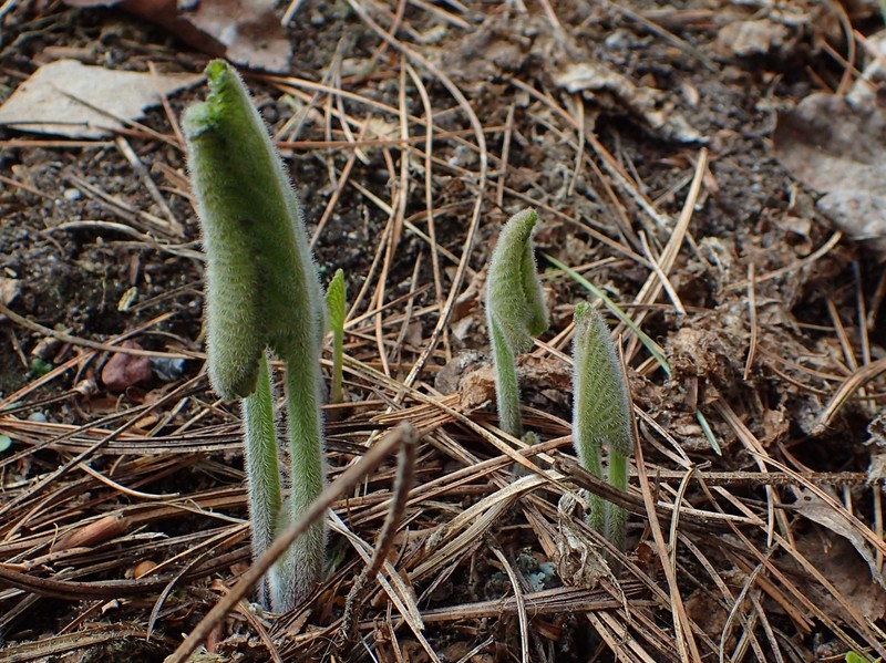 Tuberous Jerusalem Sage photo 3