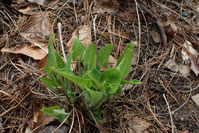 Tuberous Jerusalem Sage photo 4