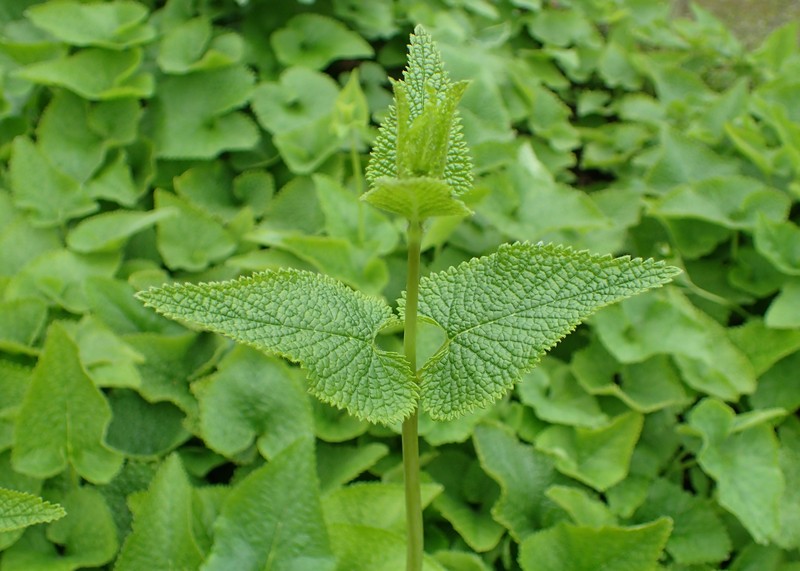 Tuberous Jerusalem Sage photo 5