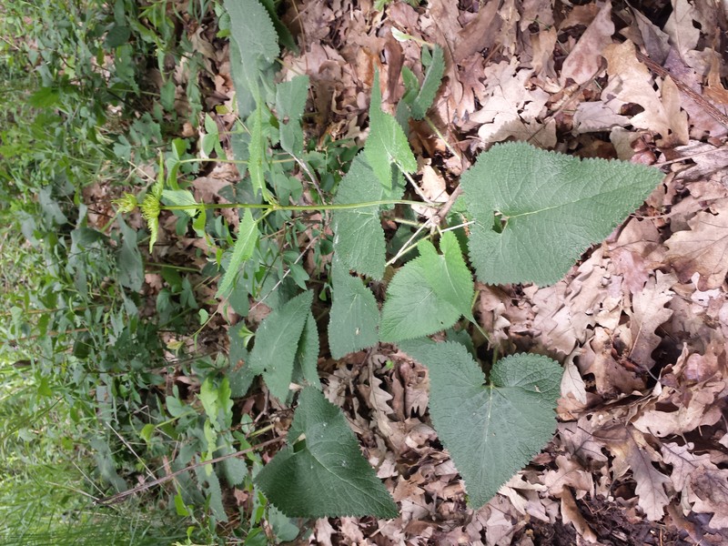 Tuberous Jerusalem Sage photo 6