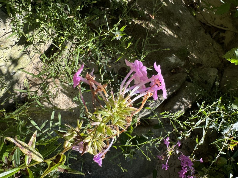 Phlox × pyramidalis photo 2