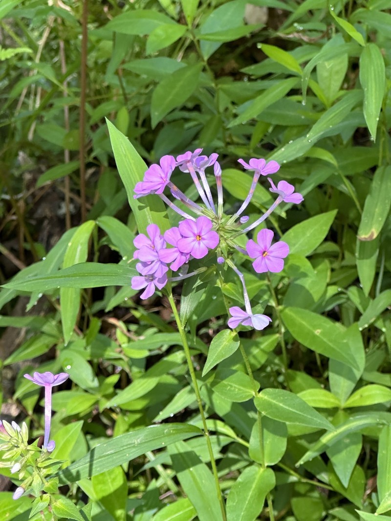 Phlox × pyramidalis photo 3