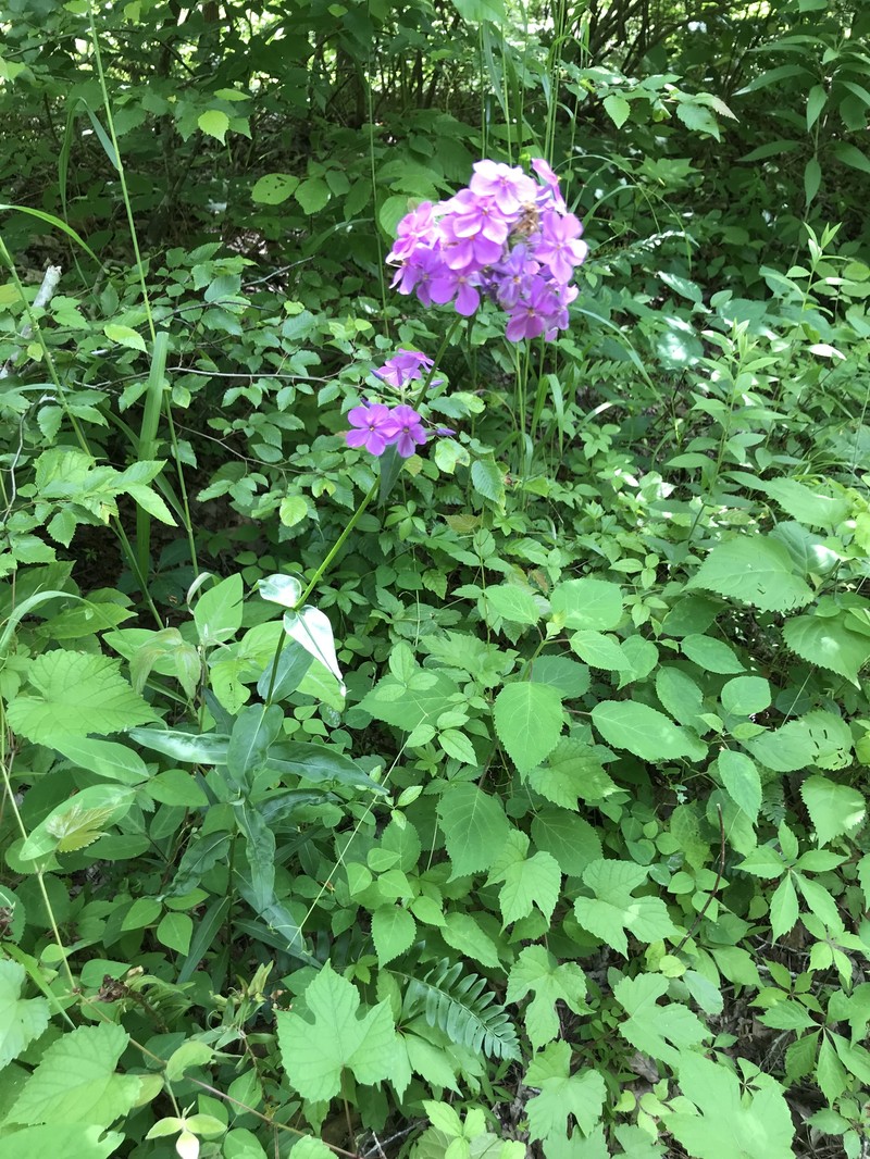 Phlox × pyramidalis photo 4