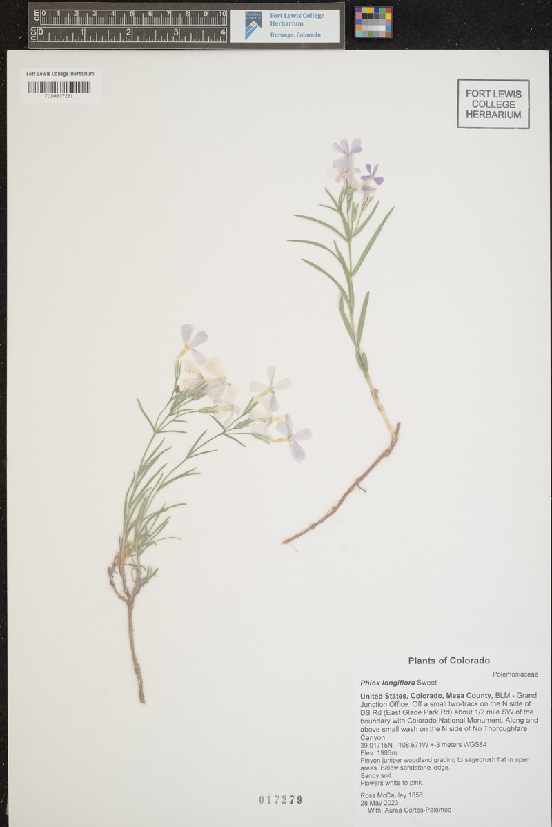 Phlox × pyramidalis photo 5