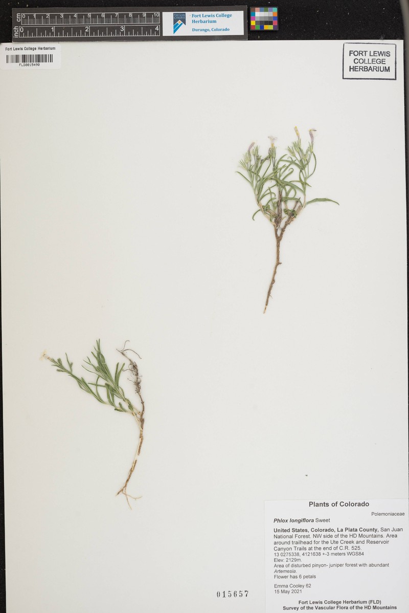 Phlox × pyramidalis photo 6