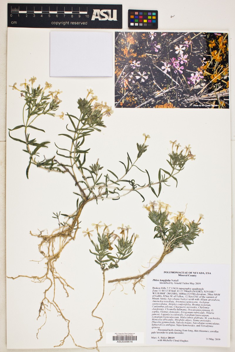 Phlox × pyramidalis photo 8