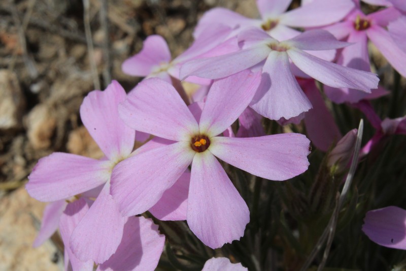 Sagebrush Phlox