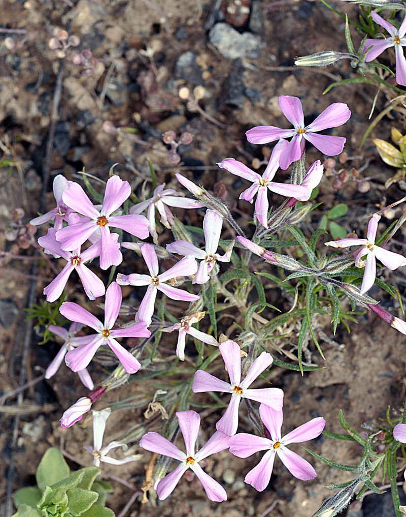 Sagebrush Phlox