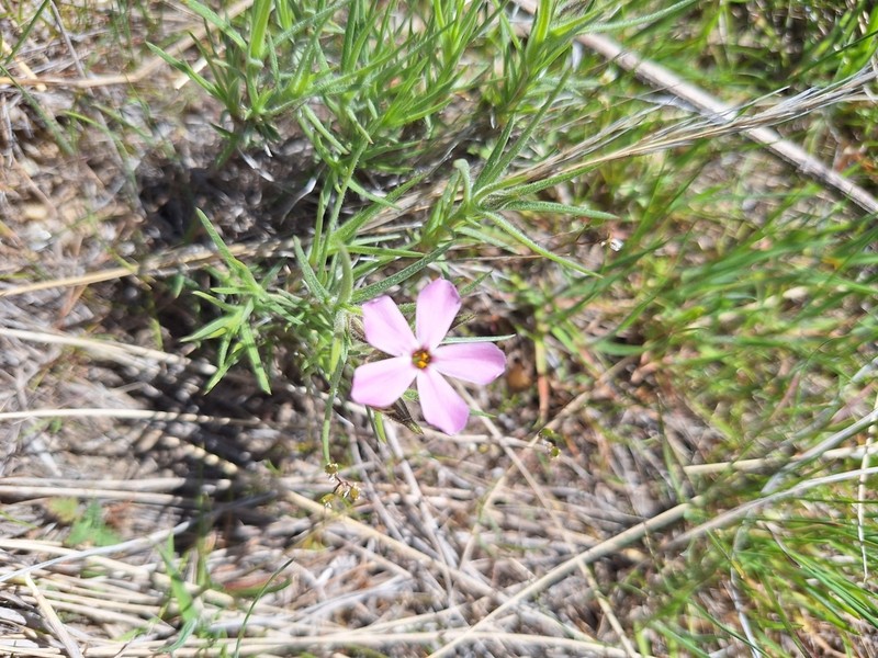 Sagebrush Phlox photo 2