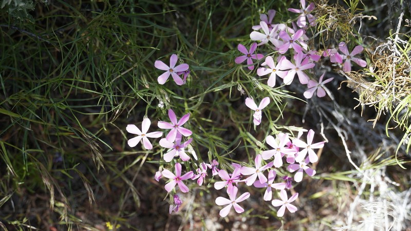 Sagebrush Phlox photo 3