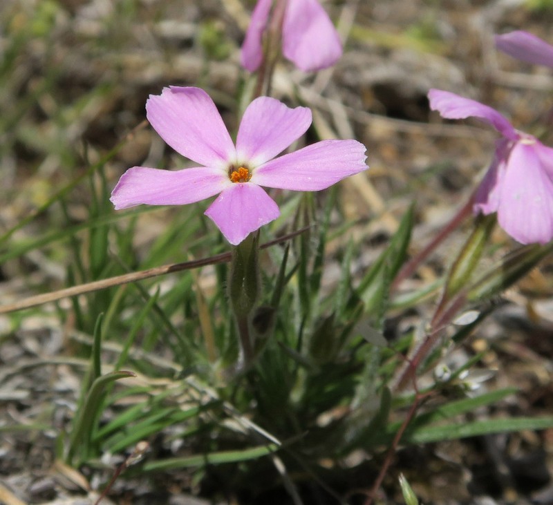Sagebrush Phlox photo 4
