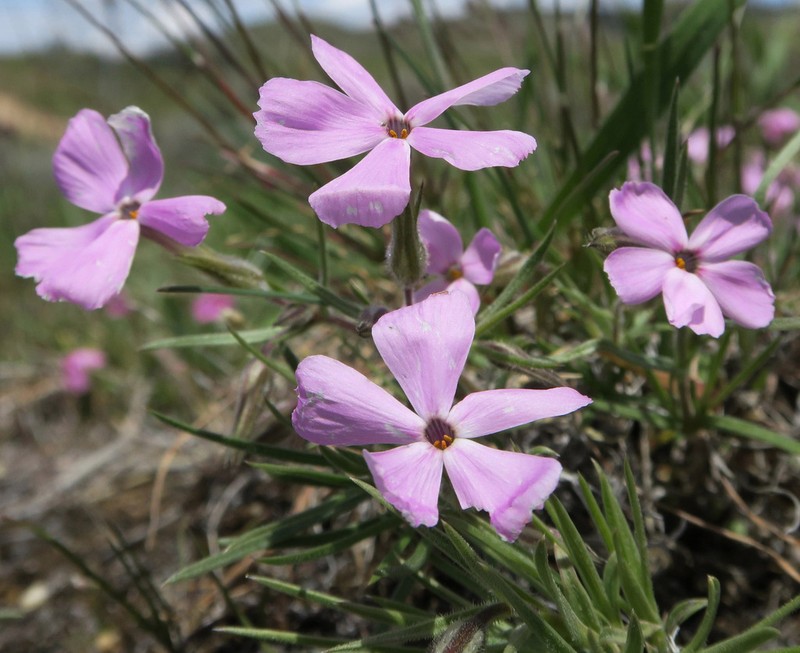 Sagebrush Phlox photo 5