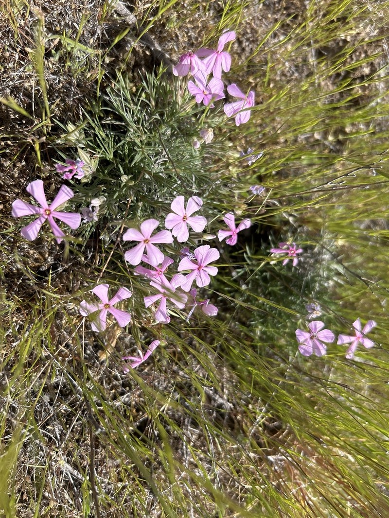 Sagebrush Phlox photo 6