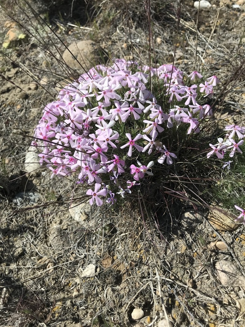 Sagebrush Phlox photo 7