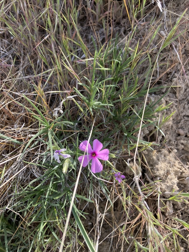 Sagebrush Phlox photo 8