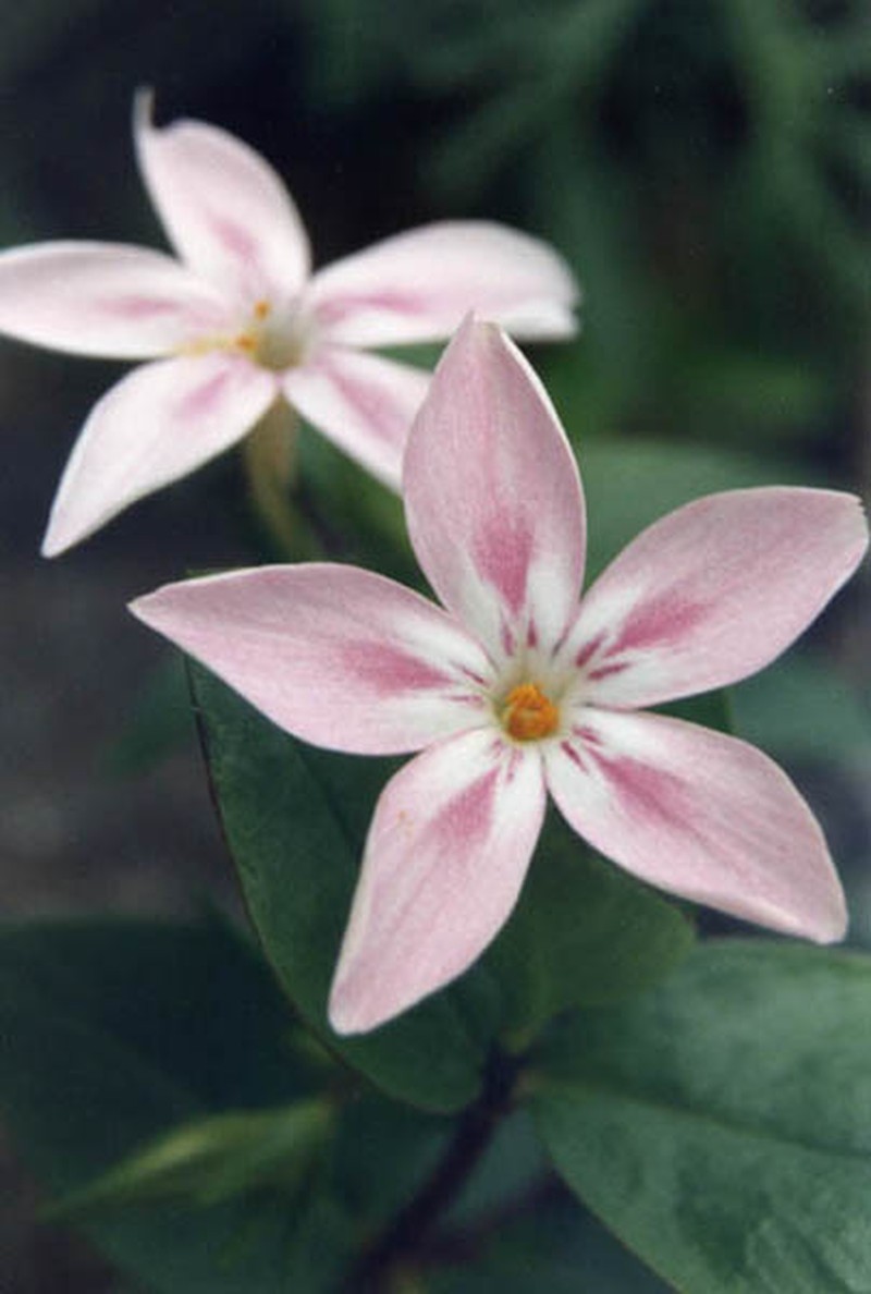 Northern Phlox