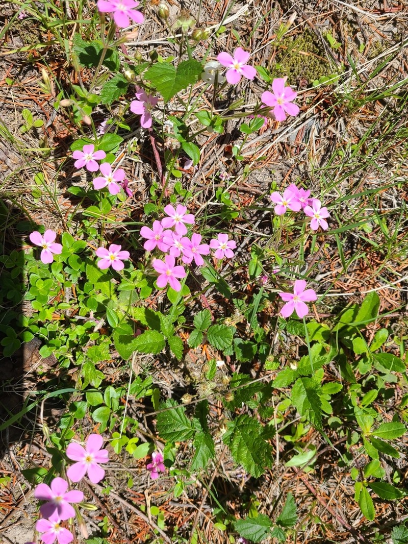 Northern Phlox photo 3