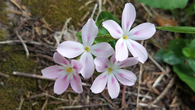 Northern Phlox photo 4