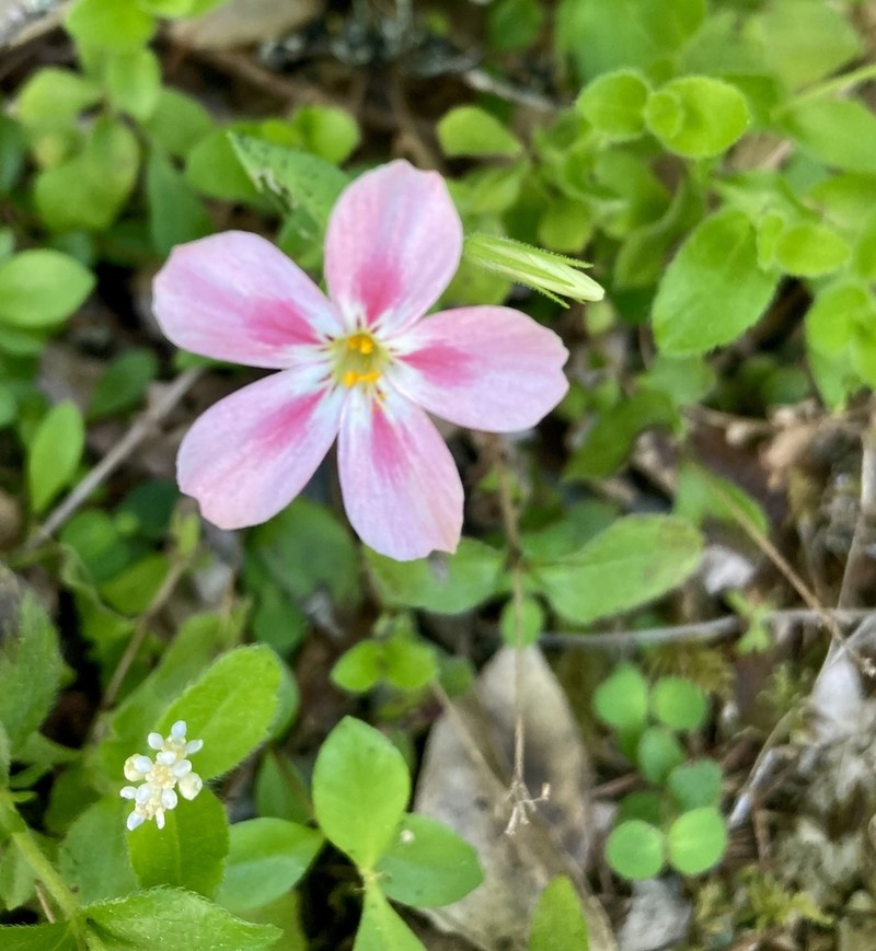 Northern Phlox photo 5