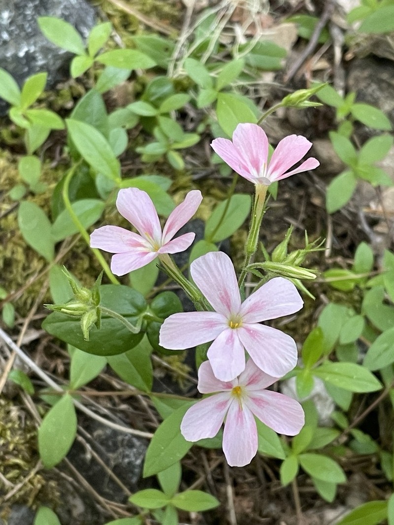 Northern Phlox photo 6
