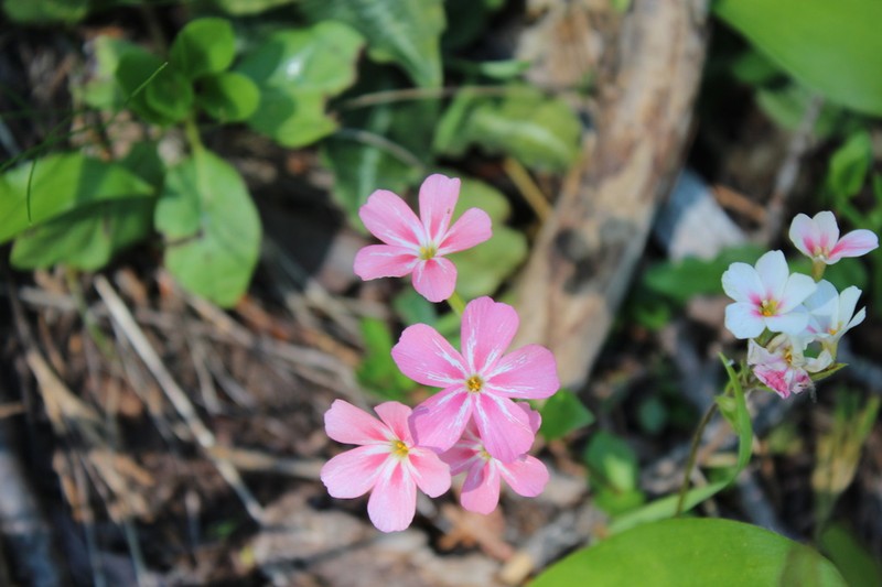 Northern Phlox photo 7