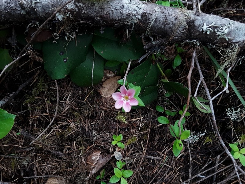 Northern Phlox photo 8