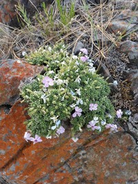 Whitemargin Phlox