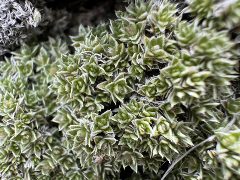Whitemargin Phlox photo 2