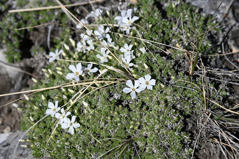 Whitemargin Phlox photo 3